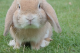 兔年春节图片(五彩斑斓的兔年春节图片，萌翻你的眼球)