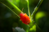 蚜虫图片(最全蚜虫图片欣赏，涵盖花、果、蔬菜等多品种)