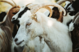 江苏省属羊的今年多大了 2021 年属羊人运势如何？
