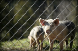 猪价预测(2022年猪价预测：养猪业面临挑战和机遇)