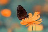 如何用科学知识解开蝴蝶的奥秘？