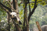大熊猫资料三年级(三年级宝宝的快乐探索之大熊猫资料)