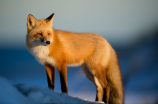 神秘的扶桑有狐是什么？