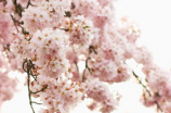 濑名樱花：日本著名的赏花胜地