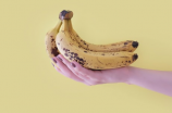 芭蕉香蕉(芭蕉香蕉的百科知识)